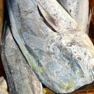 خرید ماهی گالیت